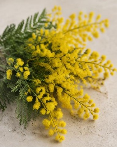 Acacia — representative flower image