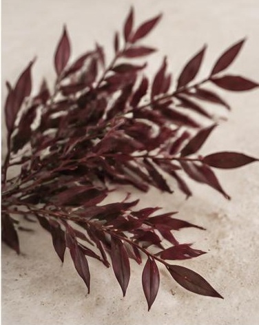 Agonis — representative flower image