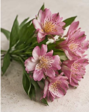 Alstromeria — representative flower image