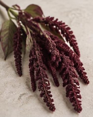 Amaranthus — representative flower image