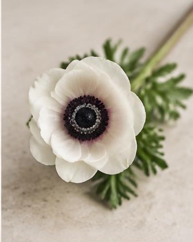 Anemone — representative flower image