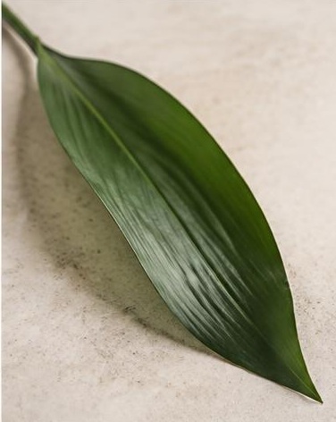 Aspidistra Green — representative flower image