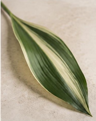 Aspidistra Variegated — representative flower image