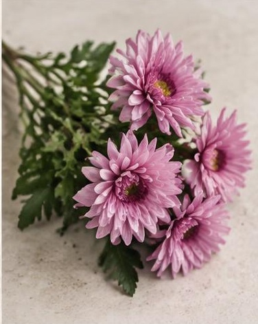 Aster Matsumoto — representative flower image