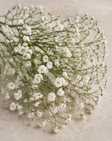 Baby's Breath — representative flower image