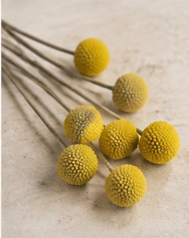 Billy Balls — representative flower image