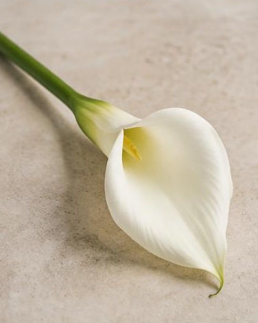 Calla Lily — representative flower image