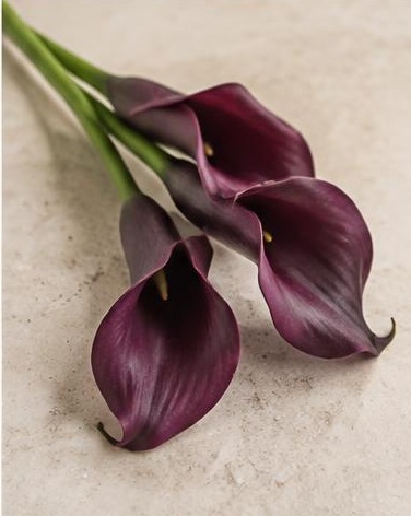 Calla Lily Mini — representative flower image