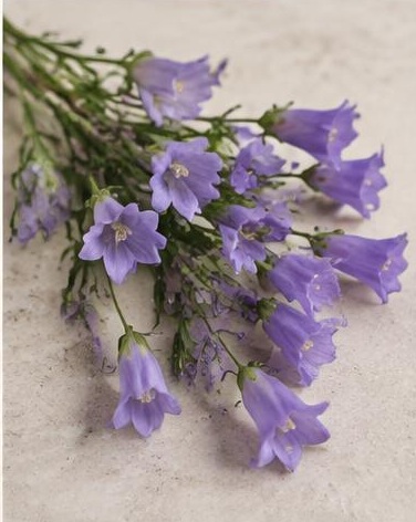 Campanula — representative flower image