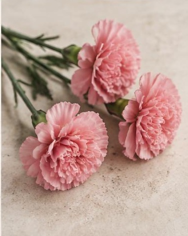 Carnations — representative flower image