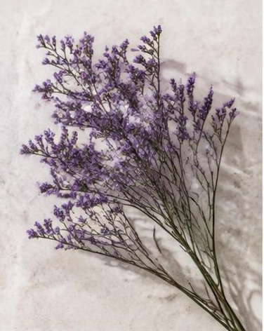 Caspia Purple — representative flower image