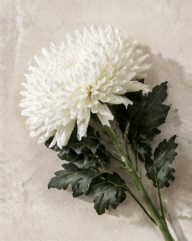 Cremon — representative flower image