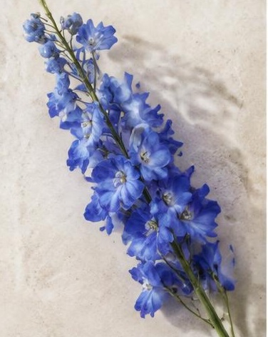Delphinium — representative flower image