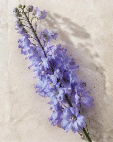Delphinium Hybrid — representative flower image
