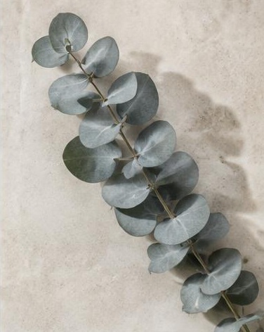 Eucalyptus Baby Blue — representative flower image