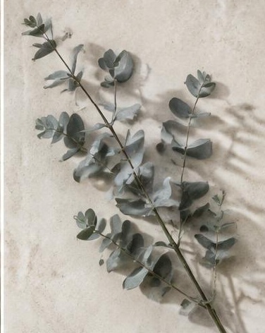 Eucalyptus Cinera — representative flower image