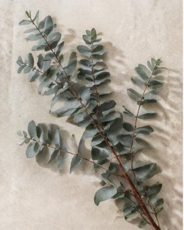 Eucalyptus Gunni — representative flower image