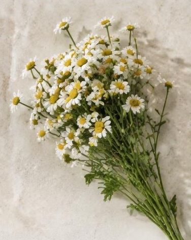 Fever Few — representative flower image