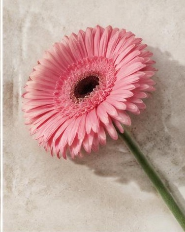 Gerbera Daisy — representative flower image
