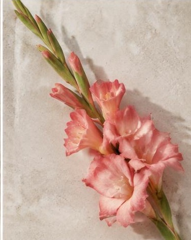 Gladiolus — representative flower image