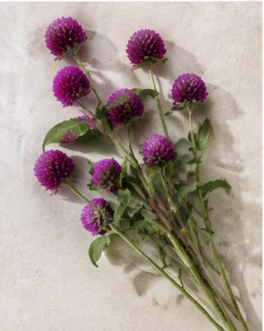 Gomphrena — representative flower image