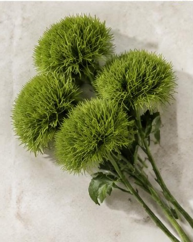 Green Trick — representative flower image