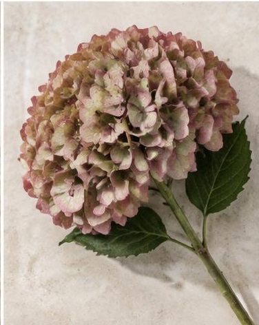 Hydrangea Antique — representative flower image