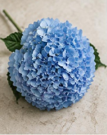 Hydrangea Blue — representative flower image