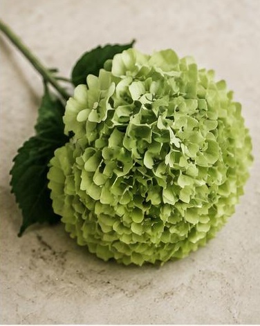 Hydrangea Green — representative flower image