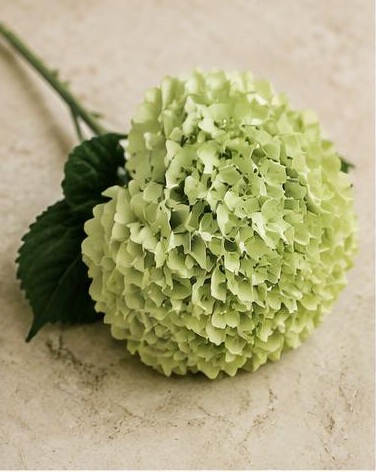 Hydrangea Mini Green — representative flower image