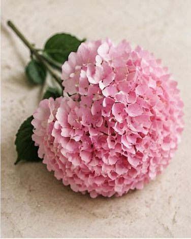 Hydrangea Pink — representative flower image