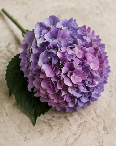Hydrangea Purple — representative flower image