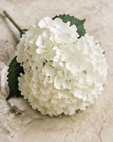 Hydrangea White — representative flower image