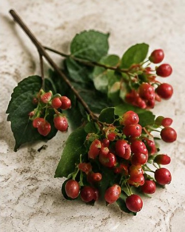 Hypericum — representative flower image