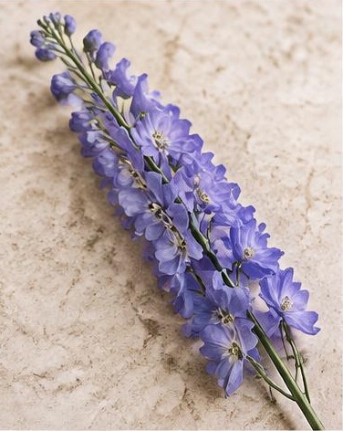 Larkspur — representative flower image