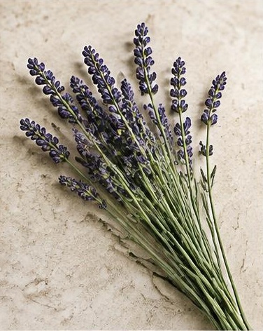 Lavender — representative flower image