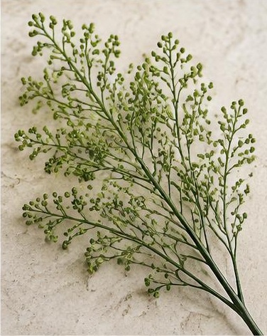 Lepidium — representative flower image