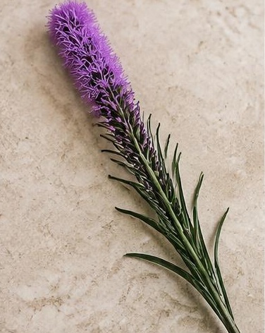 Liatris — representative flower image