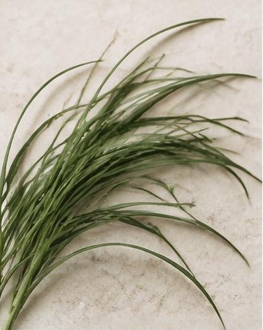 Lily Grass — representative flower image