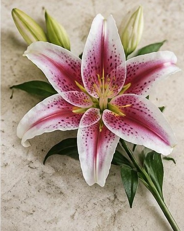 Lily Stargazer — representative flower image