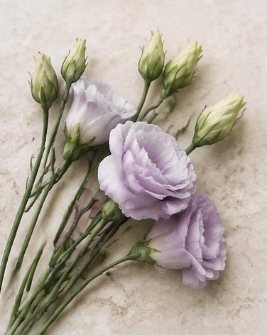 Lisianthus — representative flower image