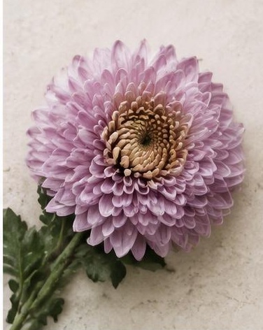 Mum Disbud — representative flower image