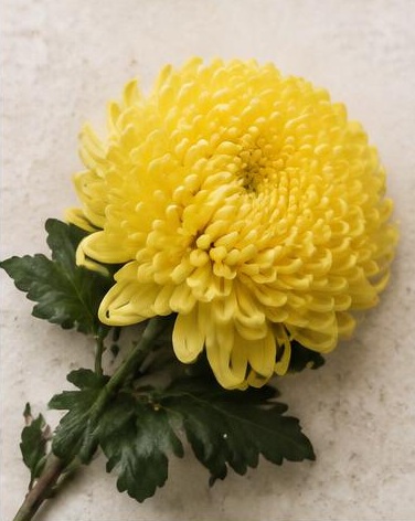 Mum Football — representative flower image