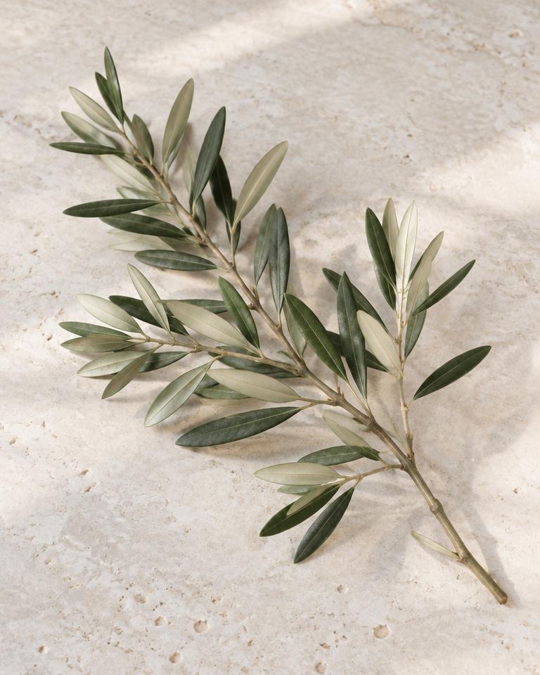 Olive — representative flower image