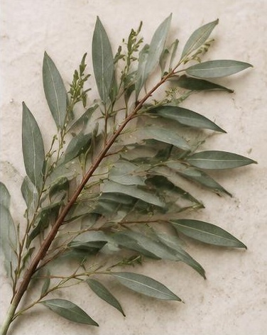 Parfavolia — representative flower image