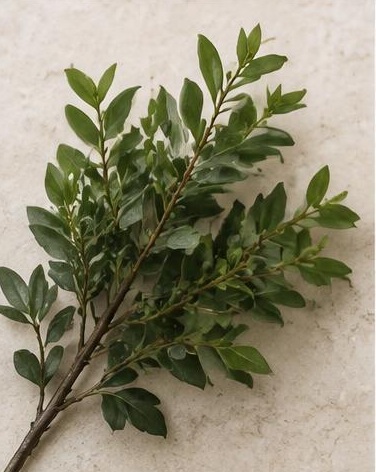 Pittasporum Mini — representative flower image