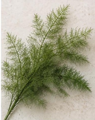 Plumasus — representative flower image