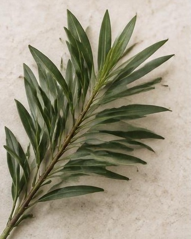 Podocarpus — representative flower image