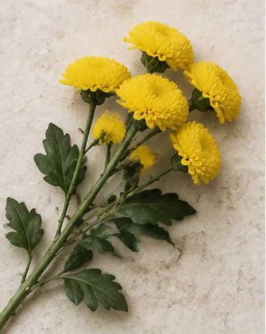 Pom-Pom Buttons — representative flower image