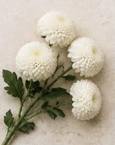Pom-Pom Cushions — representative flower image